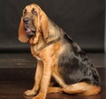 Bloodhound Puppy