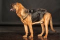 Bloodhound Puppy Royalty Free Stock Photo