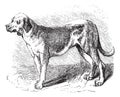 Bloodhound or Saint Hubert Hound or Sleuth Hound or Canis lupus familiaris vintage engraving