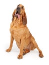 Bloodhound With Tongue Hanging Out