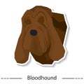 bloodhound. Vector illustration decorative design