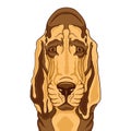 Bloodhound Royalty Free Stock Photo