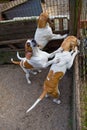 Bloodhounds in cage Royalty Free Stock Photo