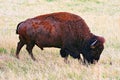 Bloodied eye Bison Buffalo Bull in Wind Cave National Park Royalty Free Stock Photo