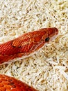 Bloodred corn snake Royalty Free Stock Photo