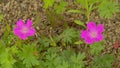 Blood-red geranium flowers in the garden Royalty Free Stock Photo