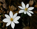 Bloodroot Royalty Free Stock Photo