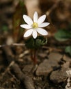 Bloodroot