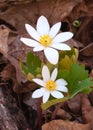 Bloodroot