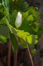 Bloodroot Bloom Closed Flower Royalty Free Stock Photo