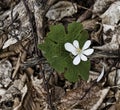 Bloodroot Blossom