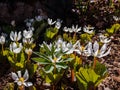 The Bloodroot, Canada puccoon, redroot, red puccoon or black paste Sanguinaria canadensis blooming with white flower with yellow