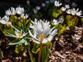 The Bloodroot, redroot, red puccoon or black paste (Sanguinaria canadensis) blooming with white flower with yellow