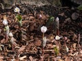 The Bloodroot, Canada puccoon, redroot, red puccoon or black paste (Sanguinaria canadensis) blooming with white flower