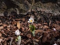 The Bloodroot, Canada puccoon, redroot, red puccoon or black paste (Sanguinaria canadensis) blooming with white flower
