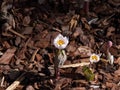 The Bloodroot, Canada puccoon, redroot or black paste (Sanguinaria canadensis) blooming with white flower with yellow