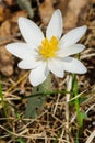 Bloodroot - Sanguinaria canadensis Royalty Free Stock Photo