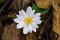 A Bloodroot Flower Royalty Free Stock Photo