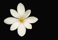 Bloodroot flower (Sanguinaria canadensis) Royalty Free Stock Photo