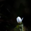 A bloodroot flower Royalty Free Stock Photo