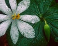 Bloodroot and Trillium bud