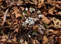Bloodroot flowers bloom in forest