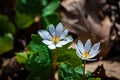 Bloodroot flowers in the city park Royalty Free Stock Photo