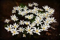 Bloodroot Flowers Royalty Free Stock Photo