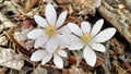 Bloodroot Flowers - Sanguinaria canadensis Royalty Free Stock Photo