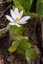 Bloodroot Royalty Free Stock Photo