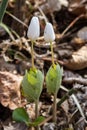 Bloodroot Royalty Free Stock Photo