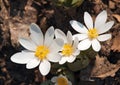 Bloodroot Patch Royalty Free Stock Photo