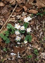 Bloodroot, or Sanguinaria canadensis, blooms in early spring Royalty Free Stock Photo