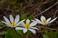 Bloodroot Sanguinaria canadensis Blossom Triad Royalty Free Stock Photo