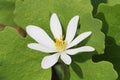 Bloodroot (Sanguinaria canadensis) Royalty Free Stock Photo