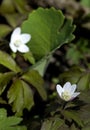 Bloodroot (Sanguinaria canadensis) Flowers Royalty Free Stock Photo