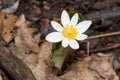 Bloodroot - Sanguinaria canadensis