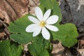 Bloodroot - Sanguinaria canadensis