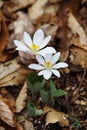 Bloodroot Sanguinaria canadensis - north american spring wildflowers Royalty Free Stock Photo