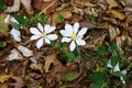 Bloodroot Sanguinaria canadensis - north american spring wildflowers