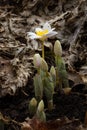 Bloodroot: A Sign of Spring