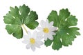 Bloodroot Wildflower Royalty Free Stock Photo