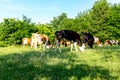 Bloodstock cows are grazing grass, on a pasture, meadow Royalty Free Stock Photo