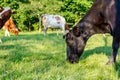 Bloodstock cows are grazing grass, on a pasture, meadow Royalty Free Stock Photo