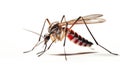 Bloodsucker mosquito isolated on white background