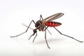 Bloodsucker mosquito isolated on white background