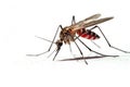 Bloodsucker mosquito isolated