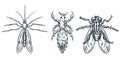 Bloodsucking insect parasites icons. Vector hand drawn sketch illustration. Mosquito, louse, flea and fly, isolated