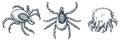 Bloodsucking ixodes ticks and dust mite bug icons, isolated on white background. Vector hand drawn sketch illustration