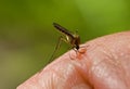 Bloodsucking Mosquito Royalty Free Stock Photo